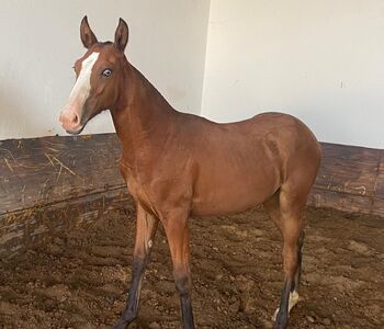 PSL Stute mit Blesse and  blue eye / full papers, Post-Your-Horse.com (Caballoria S.L.), Pferd kaufen, Rafelguaraf