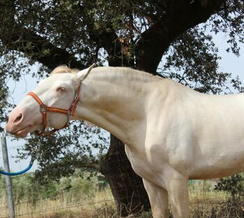 PSL Veiga Cremello Hengst Zucht, Post-Your-Horse.com (Caballoria S.L.), Pferd kaufen, Rafelguaraf