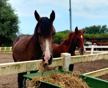 PSL x PRE chestnut foal stallion