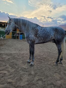 Pura Rasa Española, Joanna, Horses For Sale, El Ejido