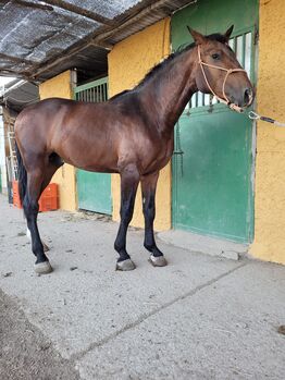 Pura Rasa Española, Joanna, Horses For Sale, El Ejido