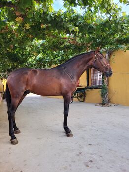 Pura Rasa Española, Joanna, Horses For Sale, El Ejido