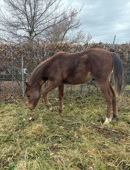 Vollblutaraber Hengstfohlen mit einem Herzen aus Gold