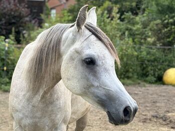 Vollblutaraber Wallach 3 Jahre, Anja kahlmeier , Horses For Sale, Bockenem 