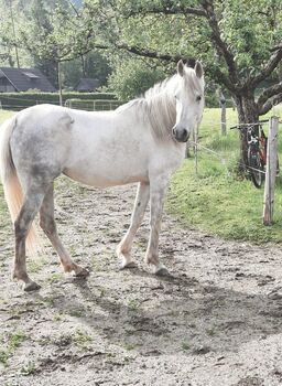 Vollblutaraber Stute, Elke Ramsak, Horses For Sale, Sittersdorf