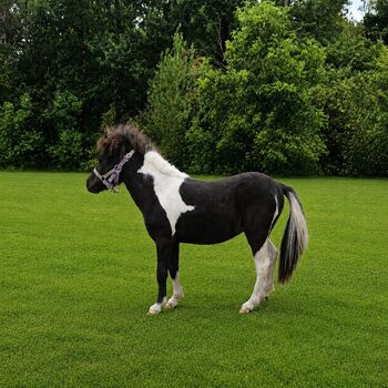 Purebred Falabella miniature horse, Greet Dewil, Horses For Sale, Grobbendonk