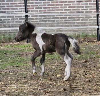 Purebred Falabella miniature horse, Greet Dewil, Horses For Sale, Grobbendonk