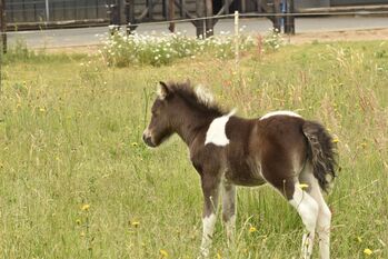 Purebred Falabella miniature horse