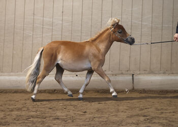 Purebred Falabella miniature horse yearling mare, Greet Dewil, Horses For Sale, Grobbendonk