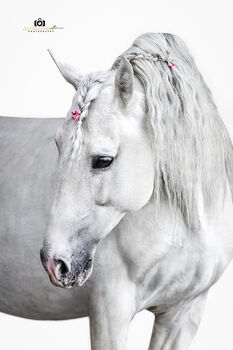 Puskas de Susaeta, PRE Pura Raza Espanola, Hengst, 14 Jahre, Schimmel, WOW Pferd  (WOW Pferd), Horses For Sale, Bayern - Attenkirchen