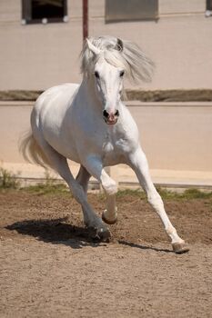 Puskas de Susaeta - PRE Pura Raza Espanole, Hengst, 14 Jahre, Schimmel