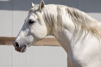Puskas de Susaeta - PRE Pura Raza Espanole, Hengst, 14 Jahre, Schimmel, WOW Pferd  (WOW Pferd), Horses For Sale, Bayern - Attenkirchen