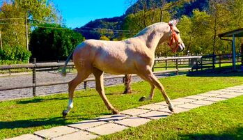 Puro Sangue Lusitana Passaporto  19 mesi 5.500€, Antony d'oria Antony d'oria, Antony d'oria, Dressage Pads, Como