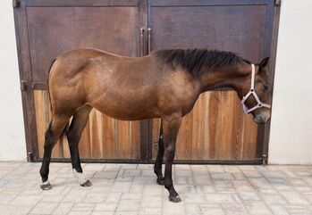 Qh Baystute 1j - Top Abstammung für Sport, Amelie Liegl, Horses For Sale, Eppan