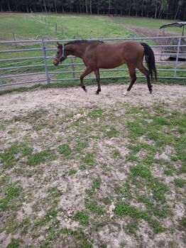 QH Stute 3.j
