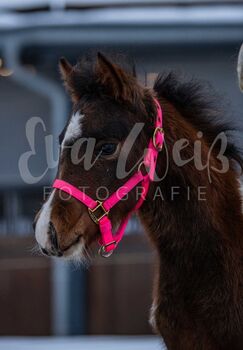QH Mix absetzer