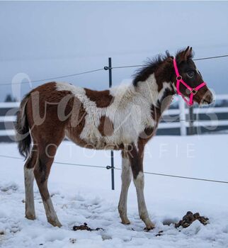 Qh - mix stute