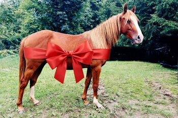 QH Wallach, 2023, Sabine Kaiser, Horses For Sale, Fürth