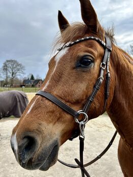 QHP Gebisslose Zäumung / Sidepull dunkelbraun WB, QHP Ceto, Celina Wulff, Bitless Bridles, Verden