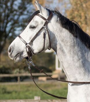 QHP Gebisslose Zäumung / Sidepull dunkelbraun WB QHP Ceto