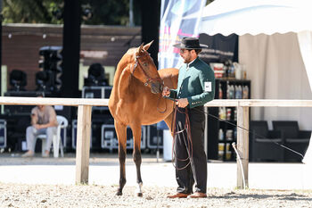 Qualitätsvolles PSL Stutfohlen - Silbermedaille - vom Züchter, Thomas Adams (Caballos PRE), Pferd kaufen, Bell