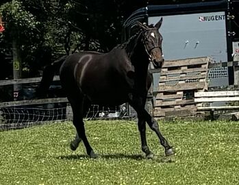 Quality 2 Year Old Gelding, Tessa Salmon, Horses For Sale, Redruth