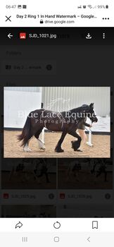 Quality cob filly, Lesley hastie , Horses For Sale, Dumfries 