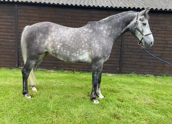 Quality gelding for sale