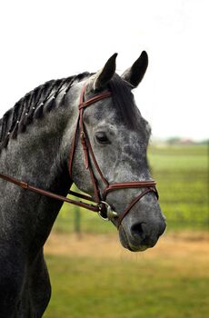 Quantum potencial dressage horse, Melissza, Horses For Sale, Kondoros