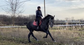 Quantum potencial dressage horse