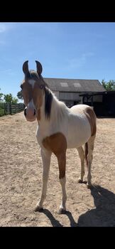 Quarab Wallach, Roman, Horses For Sale, Lackendorf