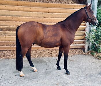 Quarab Wallach - Freizeitpferd mit Potential; 7 Jahre