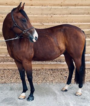 Quarab Wallach - Freizeitpferd; 7 Jahre, Sabrina Dunkl, Horses For Sale, Penzberg 