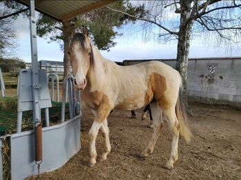 Quarter-Araber Stute Quarab, Roman, Pferd kaufen, Lackendorf