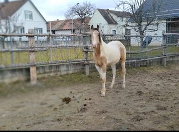 Quarter-Araber Stute Quarab