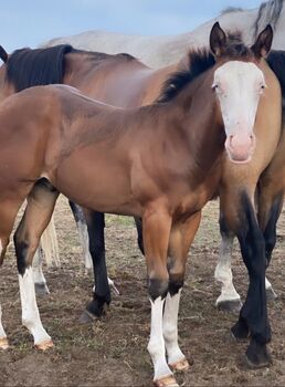 Quarter Hengstfohlen, Malia, Horses For Sale, Liebenwalde