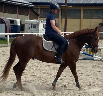 Quarter Horse 6-jährig, Daniela Prugger, Pferd kaufen, Villach