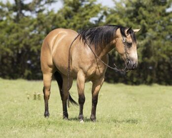 Quarter Horse Buckskin Gelding 15 Hands, Heritage View Ranch, Horses For Sale, Miami