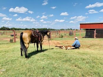 Quarter Horse Buckskin Gelding 15 Hands