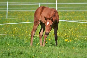 Quarter Horse Dunkelfuchs-Stutfohlen sucht ihren Herzensmenschen, Sonja, Konie na sprzedaż, Thalgau