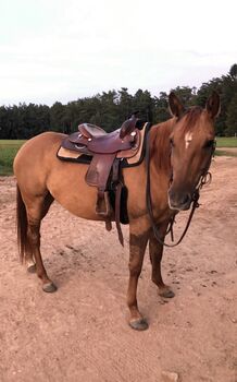 Quarter Horse red dun Holly, Vivien Müller, Konie na sprzedaż, Wilgartswiesen