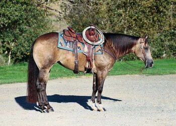 Quarter Horse Dappled Buckskin Mare 15 Hands, Heritage View Ranch, Horses For Sale, Miami