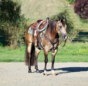 Quarter Horse Dappled Buckskin Mare 15 Hands