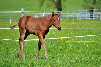 Quarter Horse Dunkelfuchs-Stutfohlen sucht ihren Herzensmenschen