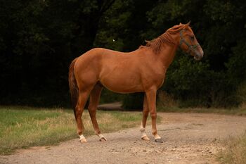Quarter Horse Youngster sucht sein Für-immer-Zuhause