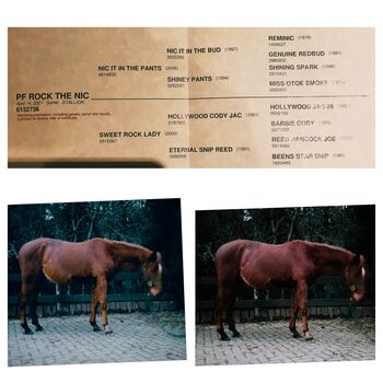 2021 geborener Quarter Horse, MP Horses und Training , Horses For Sale, Hürth