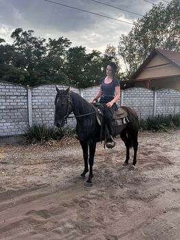 Quarterhorse Wallach angeritten