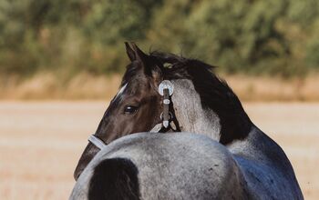 Quarter Horse Wallach Fips