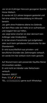 Quarter Horse Wallach