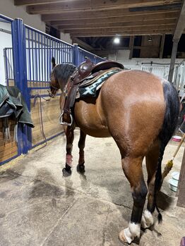 Quarter Horse Wallach